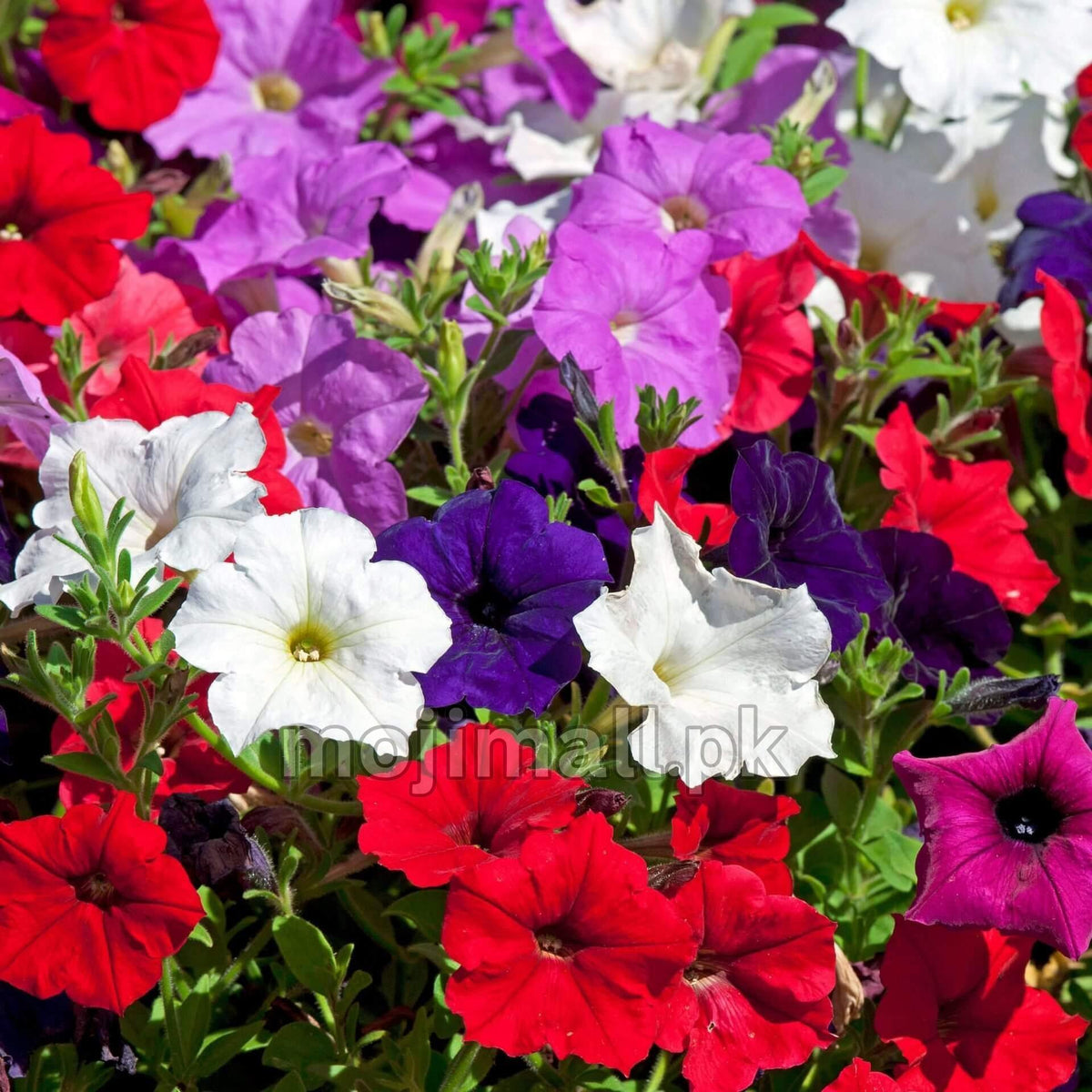 Petunia (گل اطلس) – 100+ Mix Seeds (WINTER)-Moji Mall