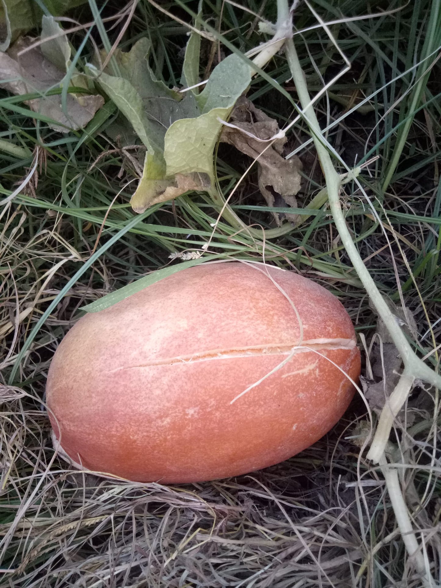 Phut (پھٹ کے بیج) - 50+ Seeds
