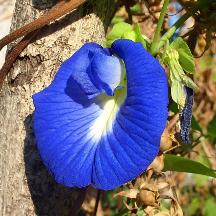 Butterfly Pea (Blue) Creeper – Seeds
