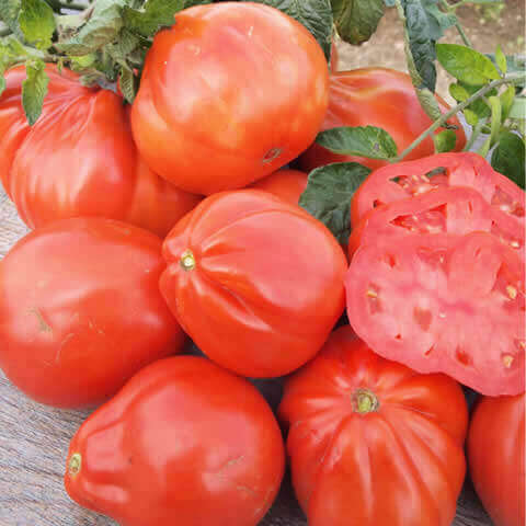 Pomodoro Red Pear – Royal Seeds (imported - Limited Stock)