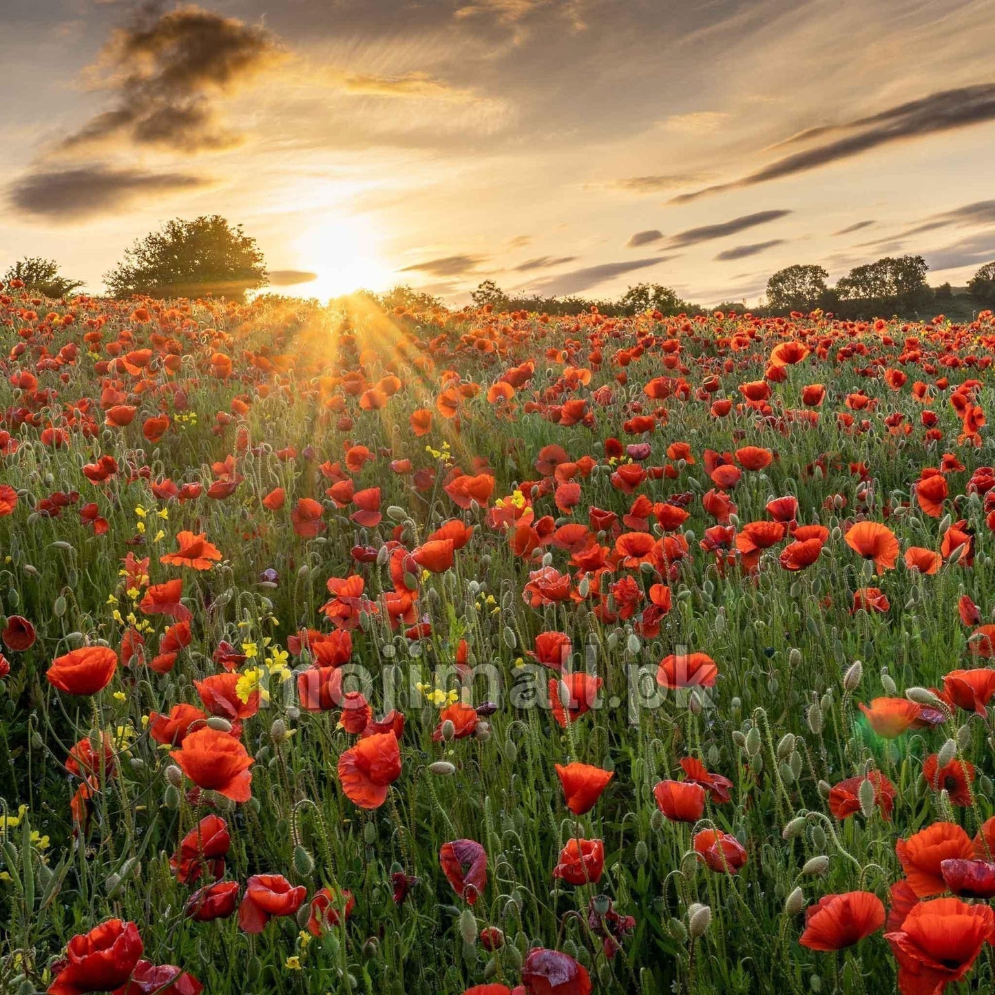 Poppy Red – 250+ Seeds (WINTER)-Moji Mall