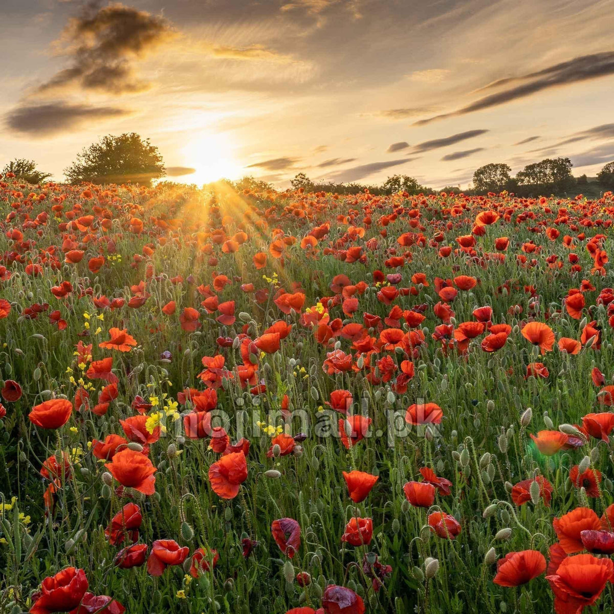 Poppy Red – 250+ Seeds (WINTER)-Moji Mall