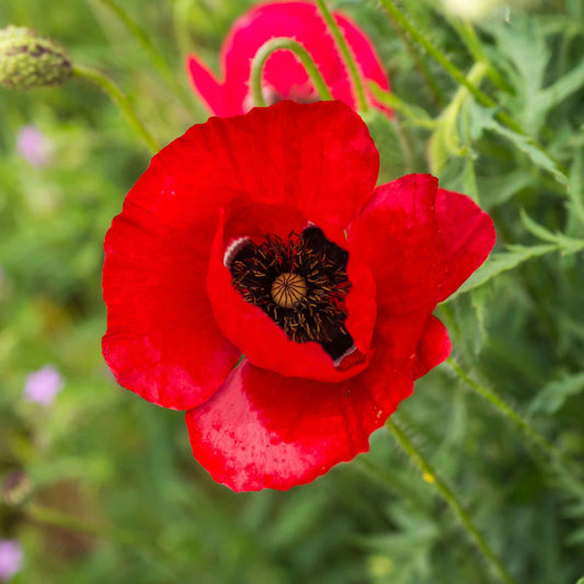 Poppy Red  – 250+ Seeds