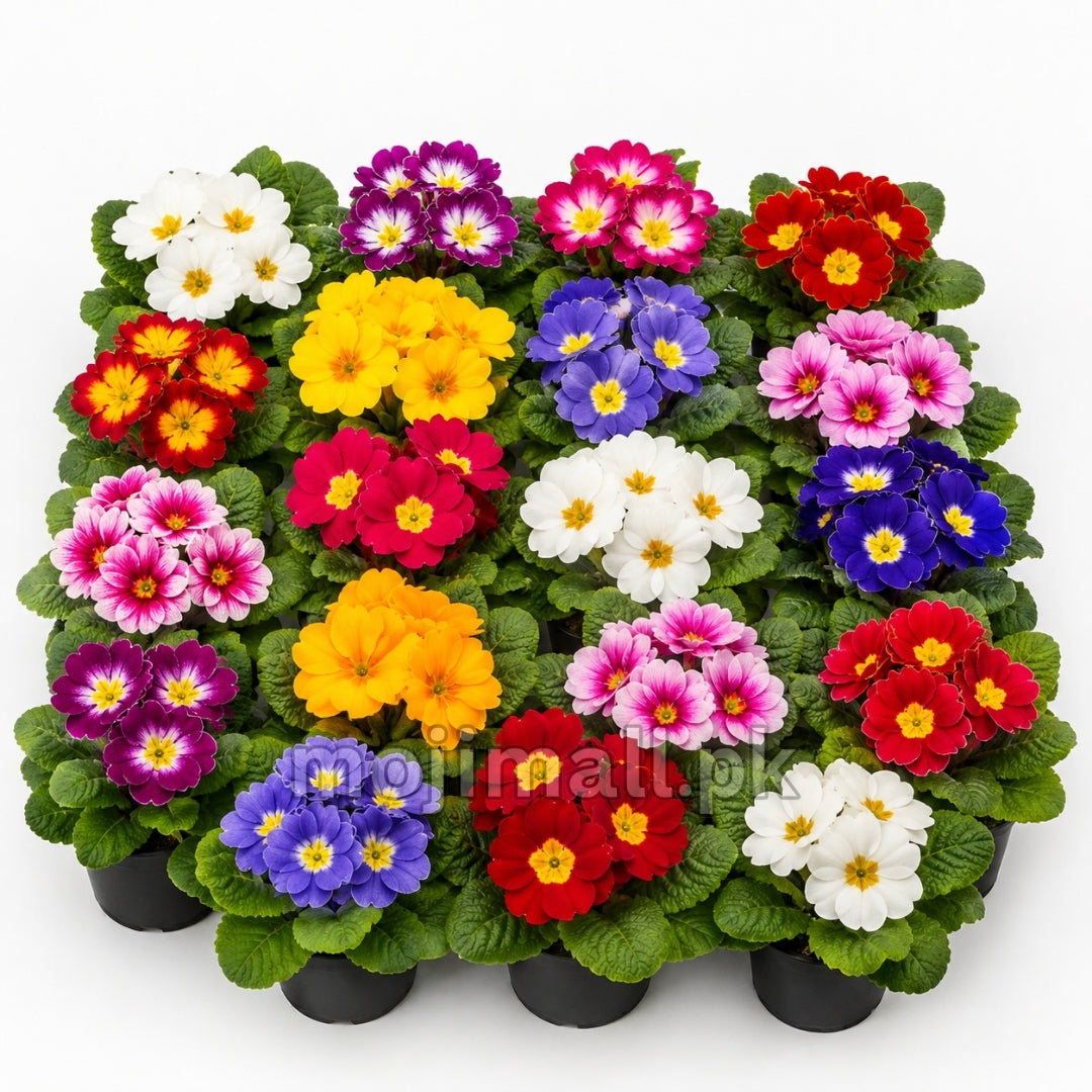 Primula Mix – 10 Seeds