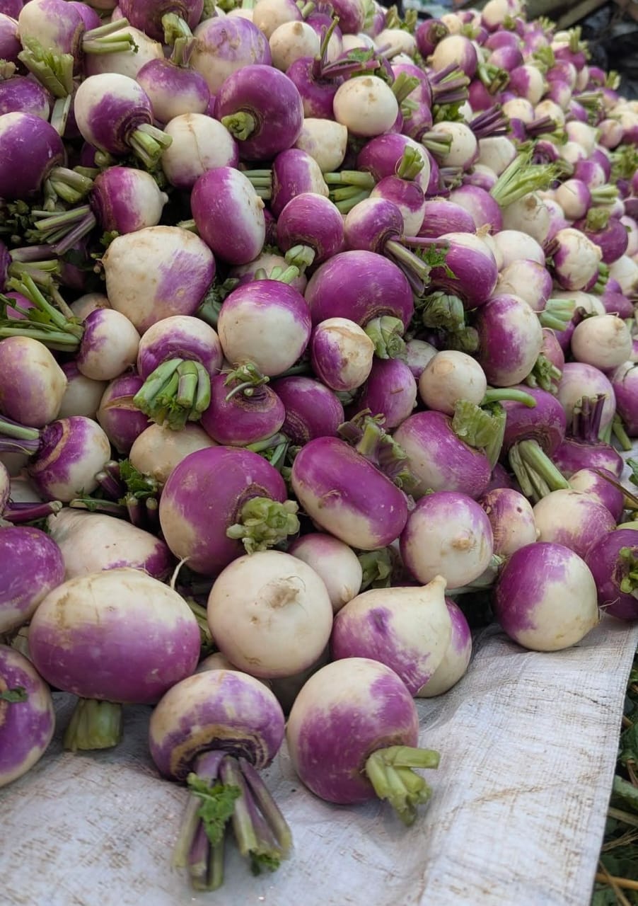 Turnip Purple – F1 Hybrid 200+ Seeds