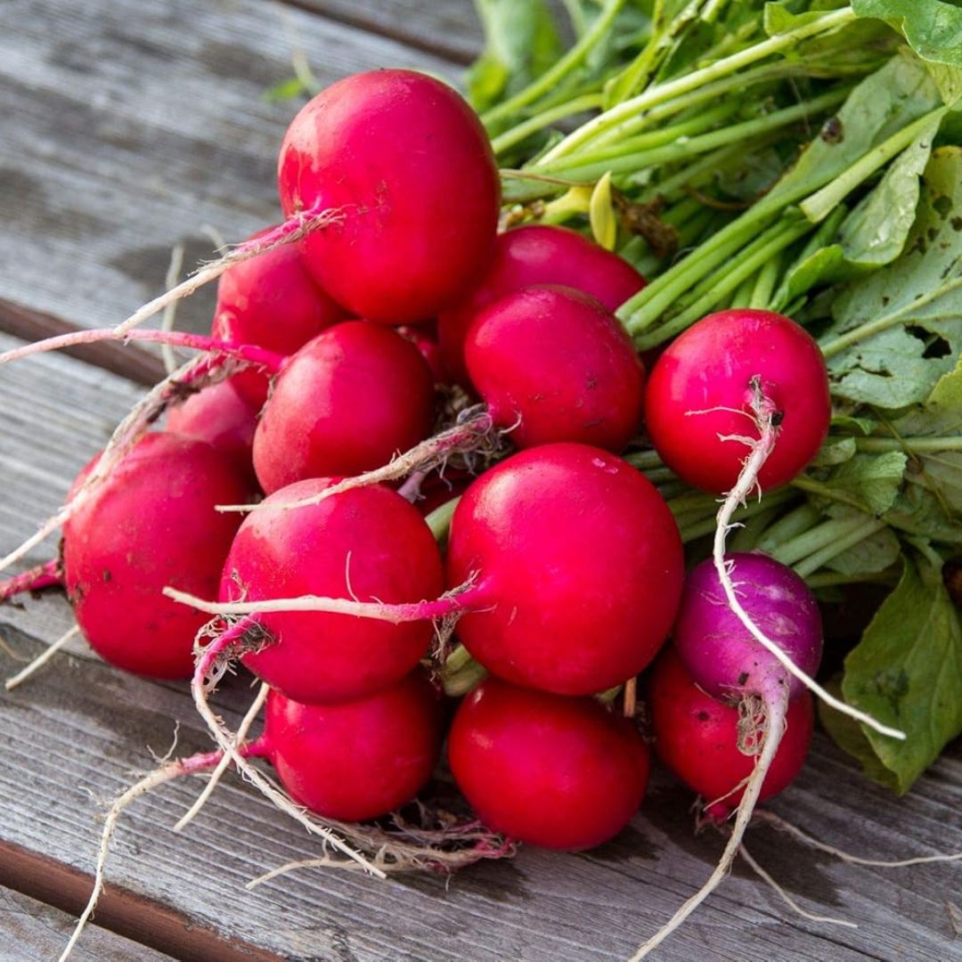 Radish (Red Round) – 40+ Seeds