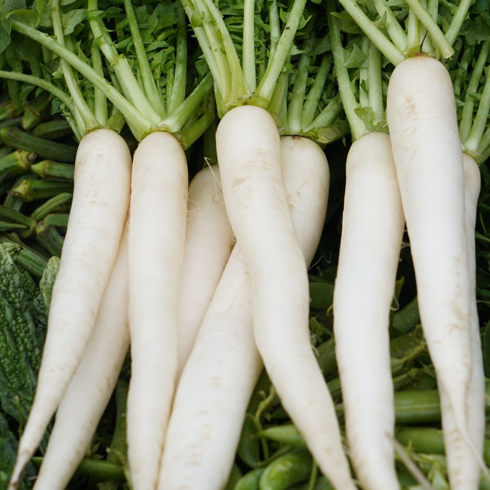 Radish White (Mooli) - F1 Hybrid - 70+ Seeds
