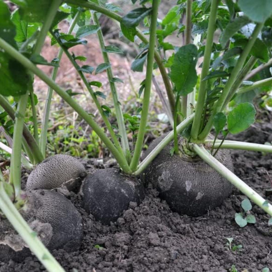 Radish (Black) 40+ Seeds