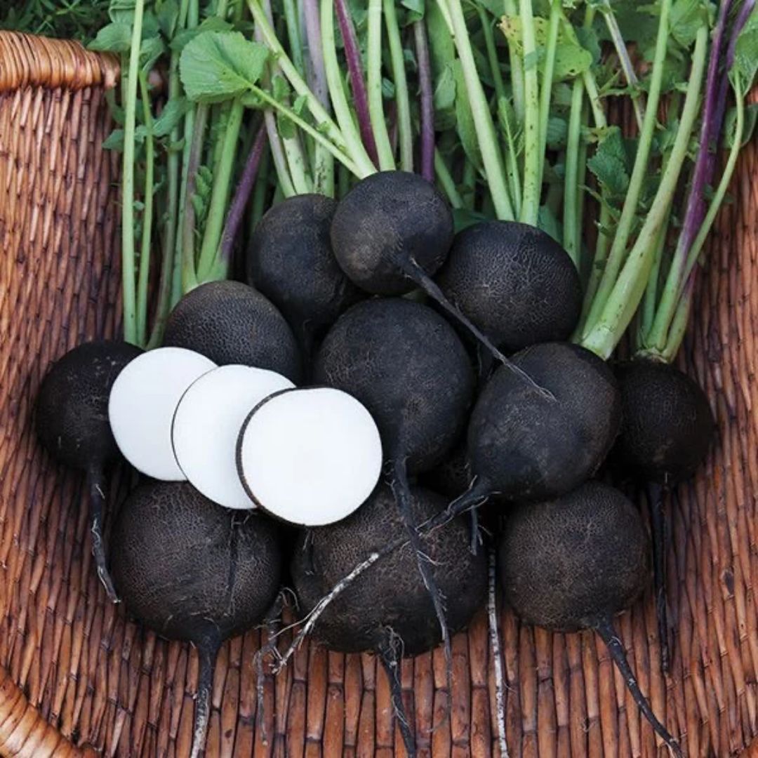 Radish (Black) 40+ Seeds