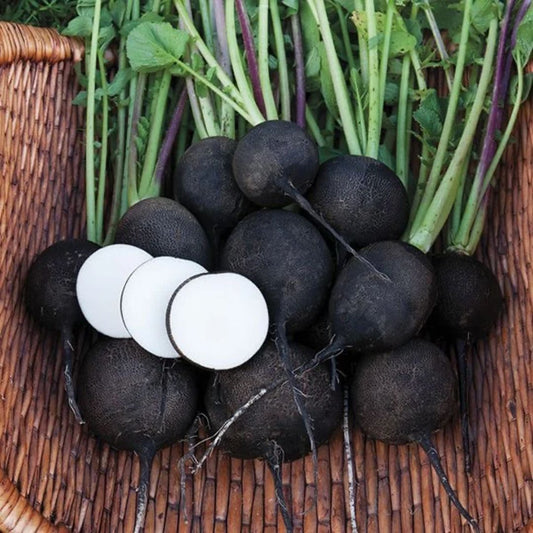 Radish (Black) 40+ Seeds