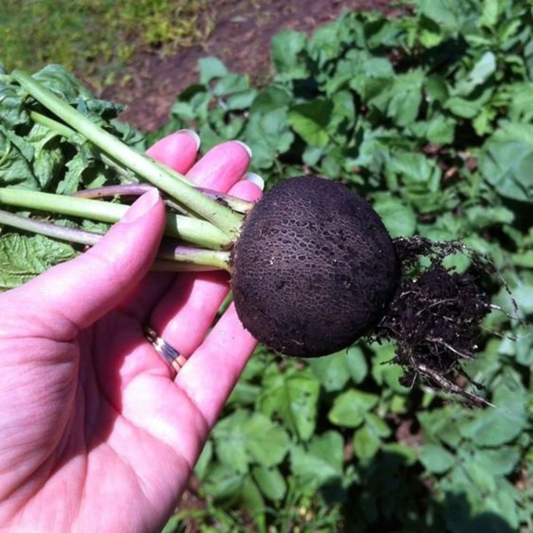 Radish (Black) 40+ Seeds