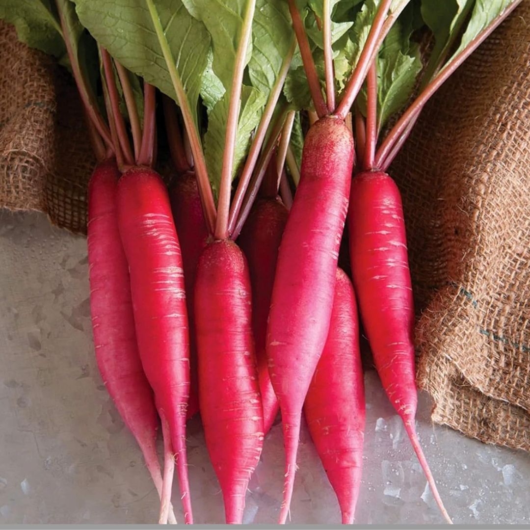Radish (Red Long) 40+ Seeds