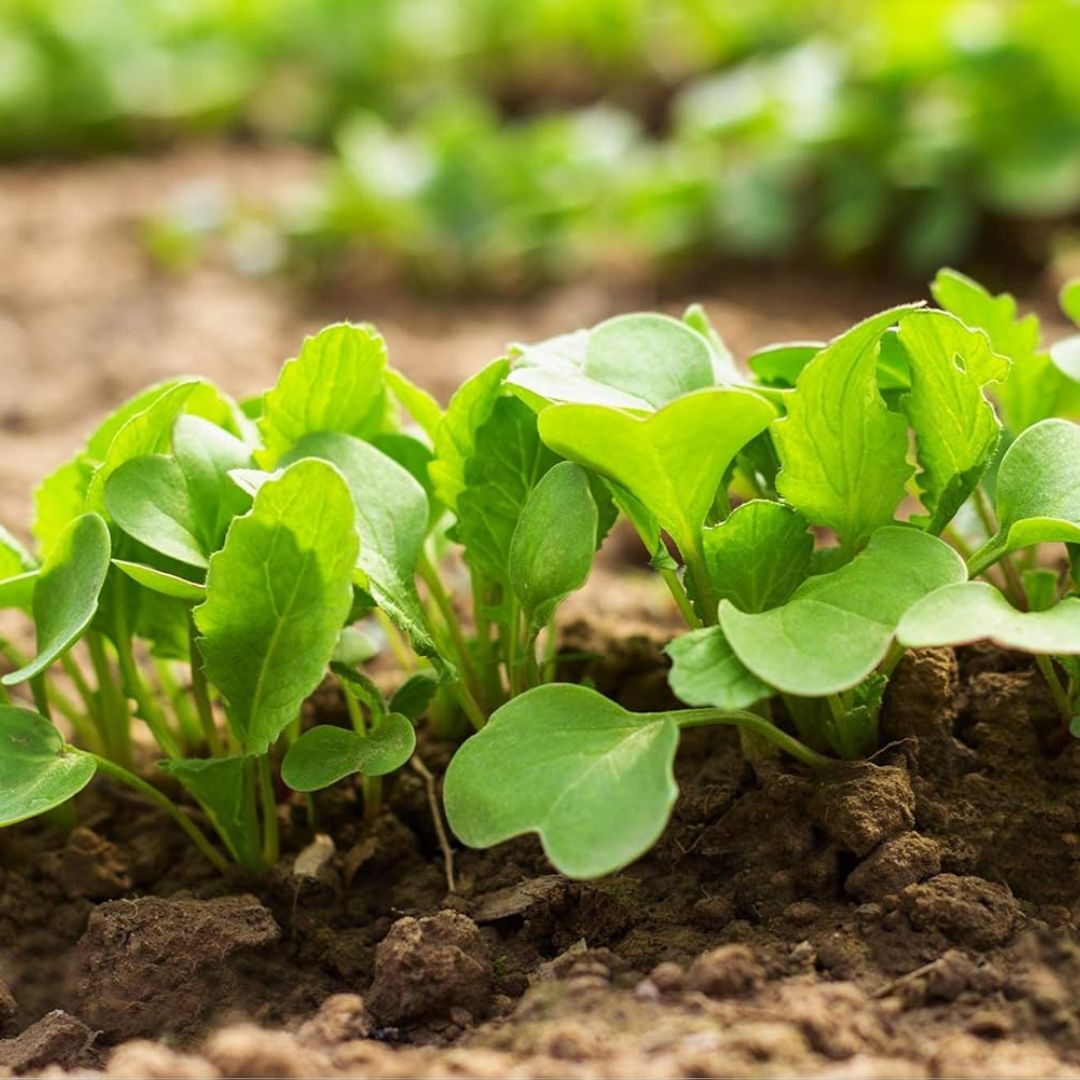 Radish White (دیسی مولی کے بیج) – 100+ Seeds