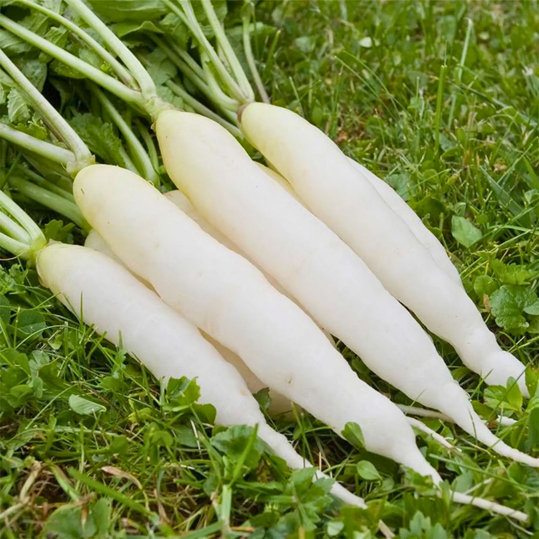 Radish White (دیسی مولی) 100+ Seeds