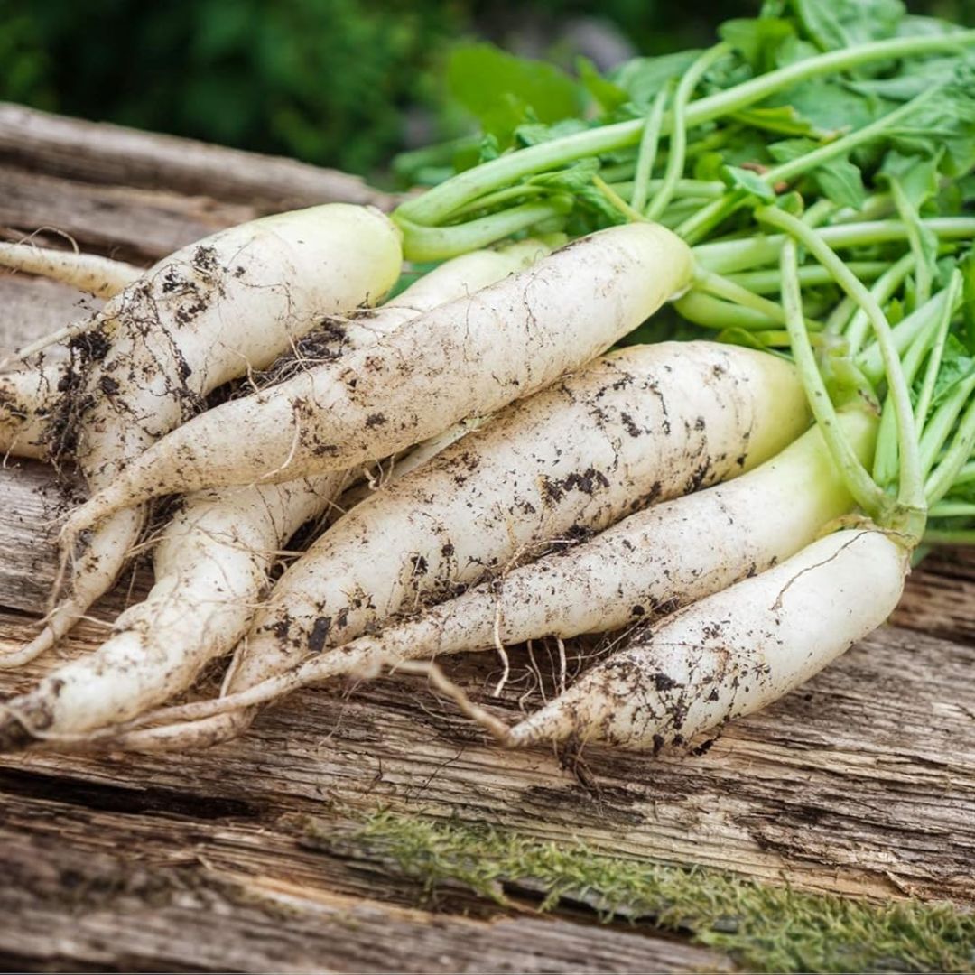 Radish White (دیسی مولی) 100+ Seeds