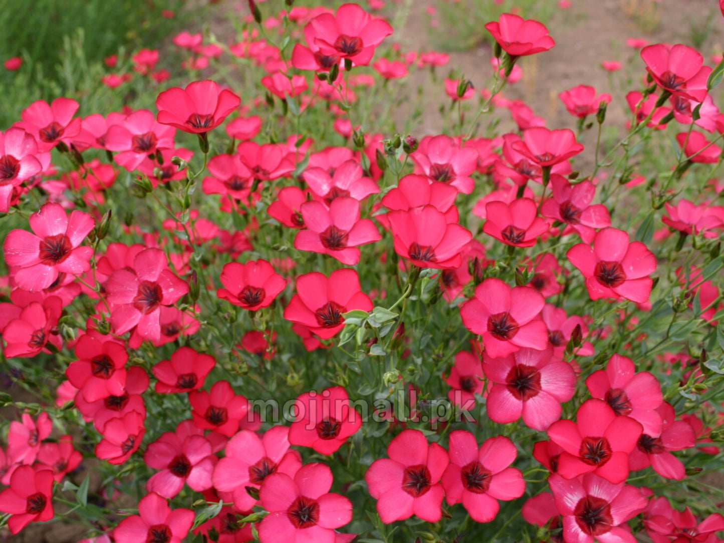 Red Flax – Seeds