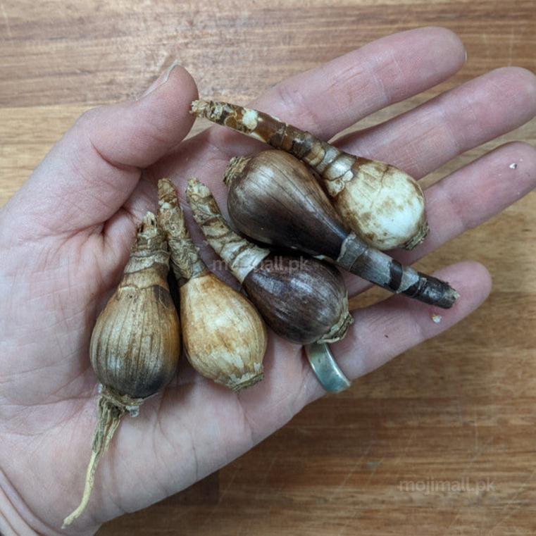 Red spider lily bulbs showing natural texture and size details