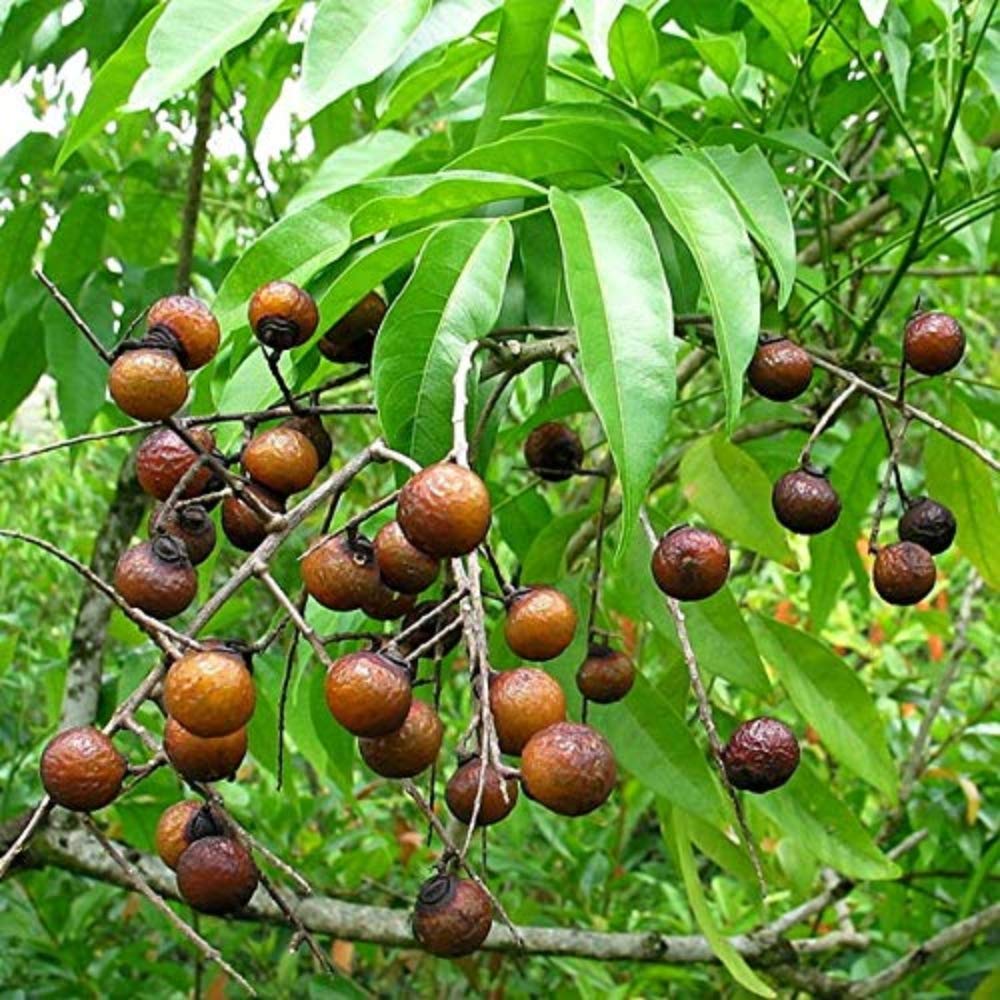 Soapnut (Reetha / ریٹھا) - Tree Seeds