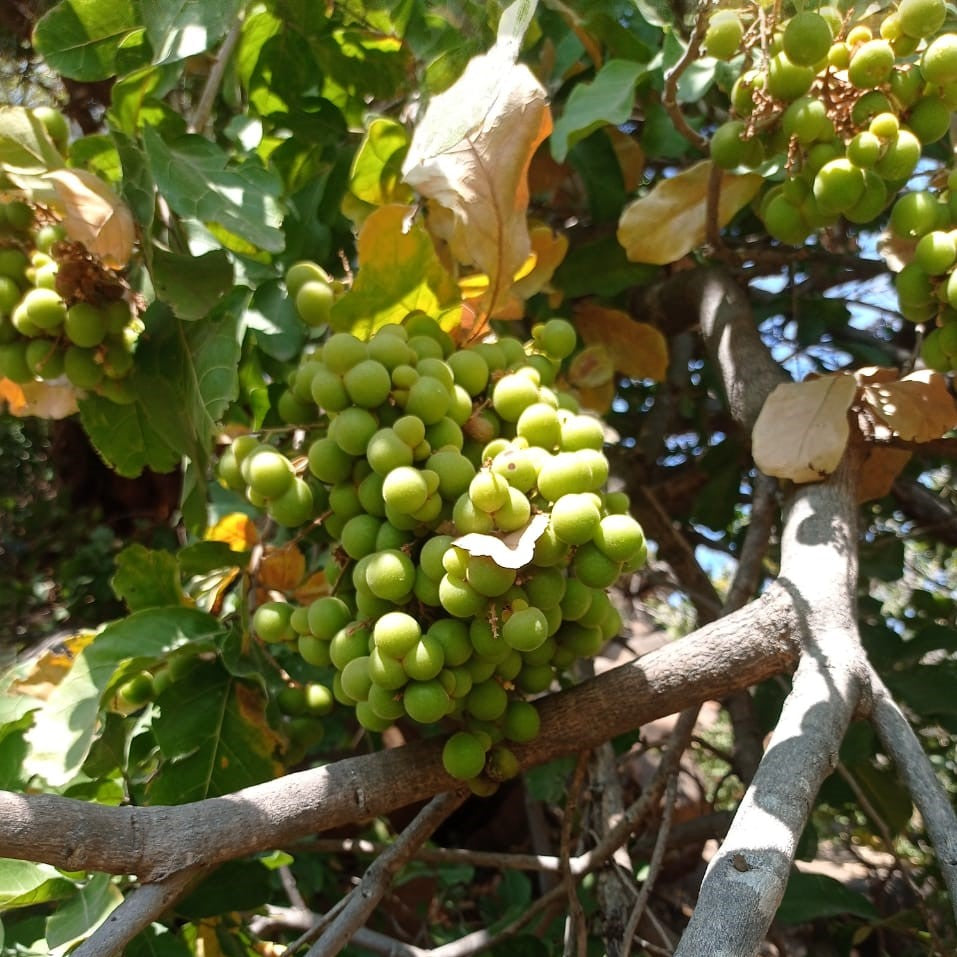 Soapnut (Reetha / ریٹھا) - Tree Seeds