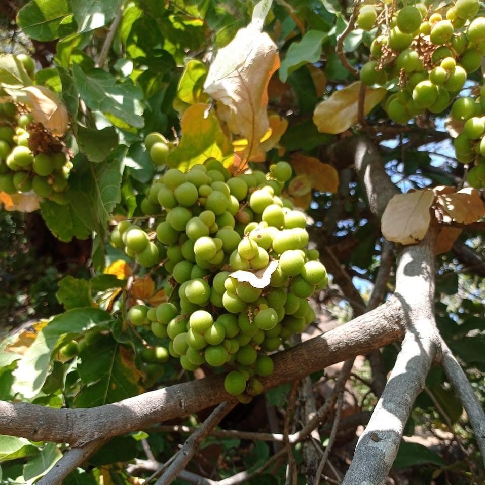 Soapnut (Reetha / ریٹھا) – Tree Seeds-Moji Mall
