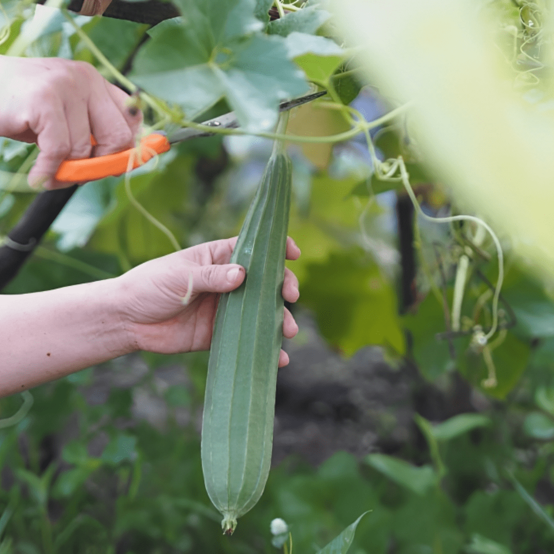 Ridge gourd (پسلی والی توری کے بیج) – 30+ Seeds