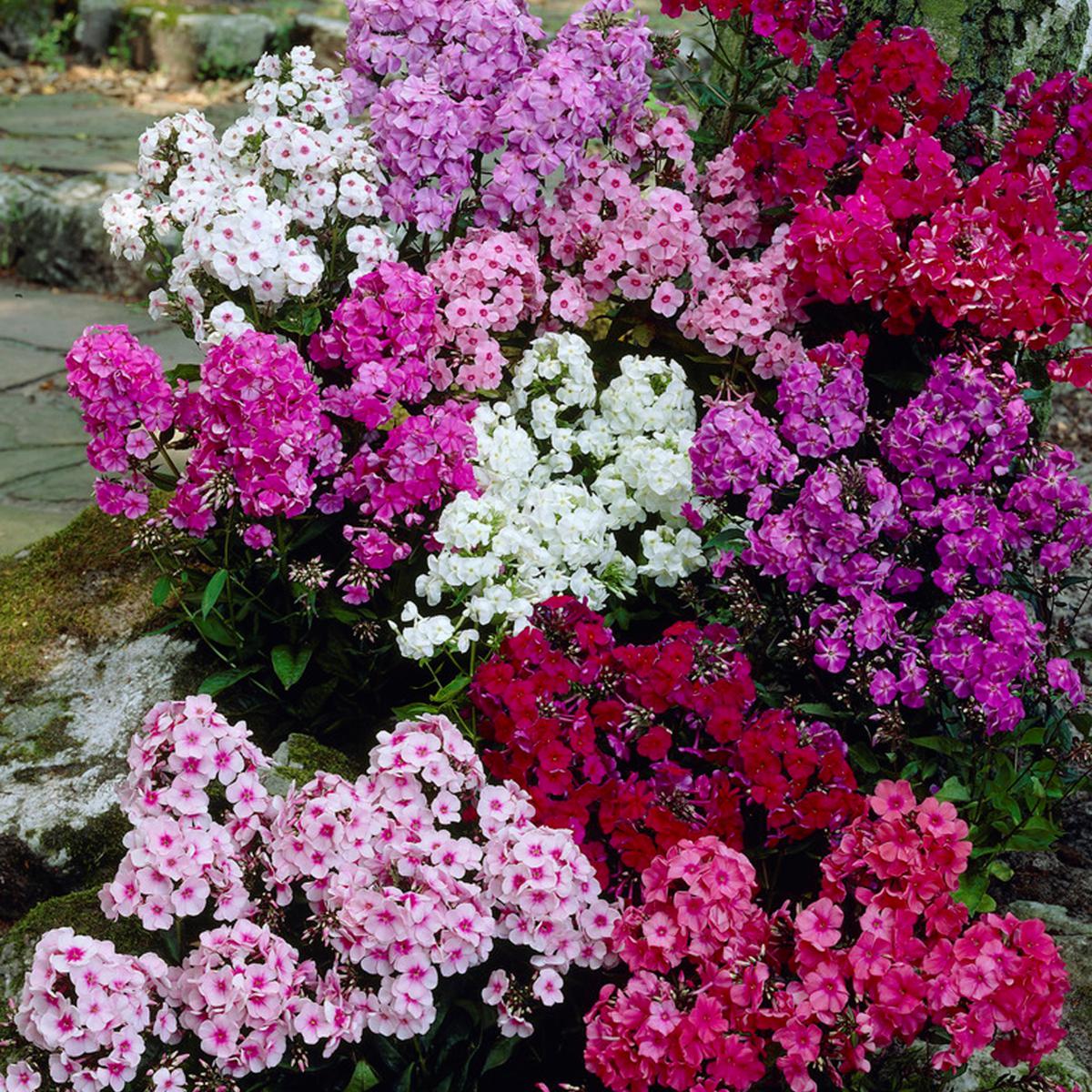 Phlox Paniculata Mixed - 150+ Seeds (WINTER)