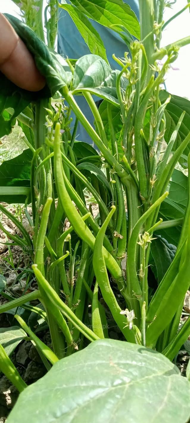 Guar Beans F1 Hybrid (گوار پھلی کے بیج) – 50+ Seeds-Moji Mall