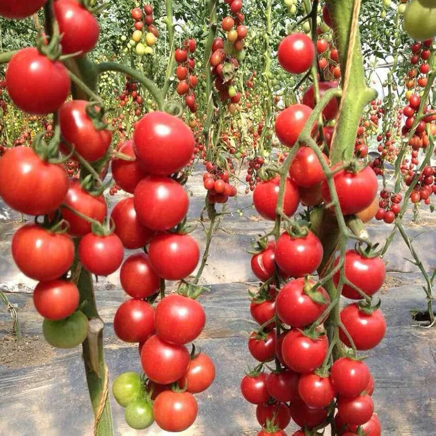 Tomato (Tamatar) - Cherry - Red - Seeds