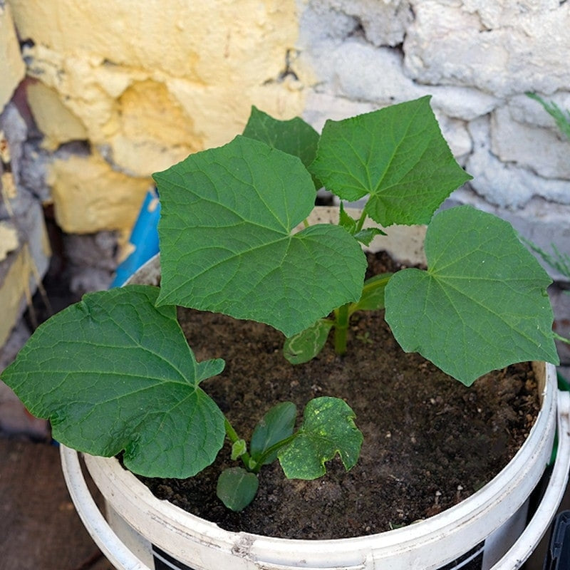 Cucumber (کھیرا) - F1 Hybrid 10+ Seeds