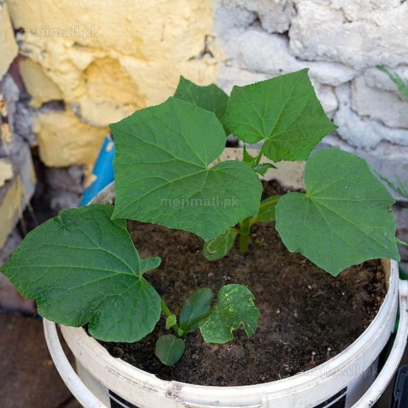 Cucumber – F1 Hybrid 10+ Seeds-Moji Mall