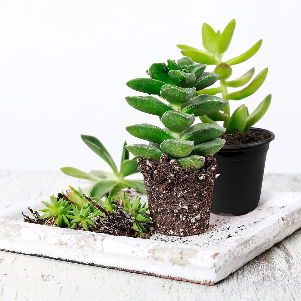 Nursery Pots (Plastic) for Seedlings