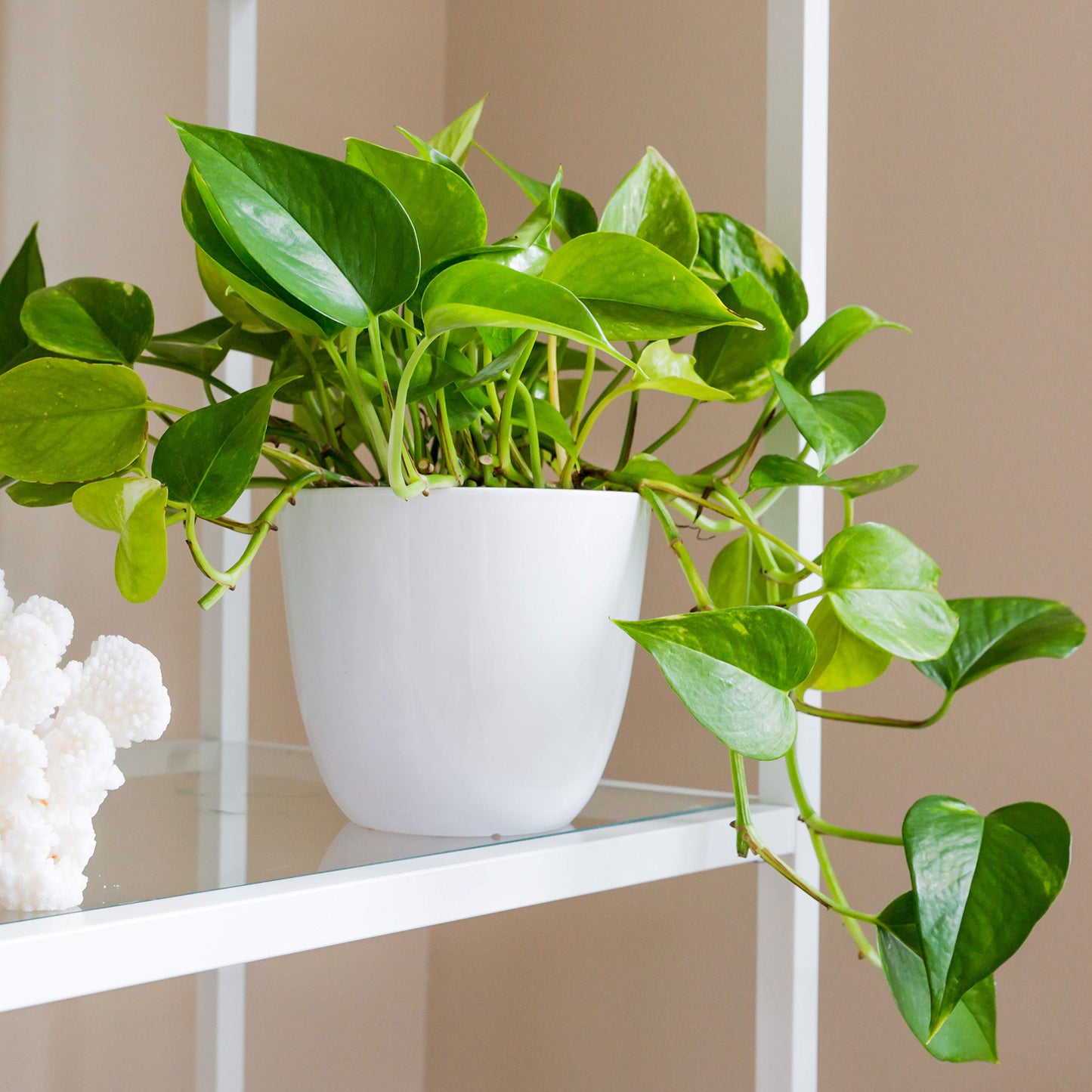 White Pots - Small (3 inchx3 inch)