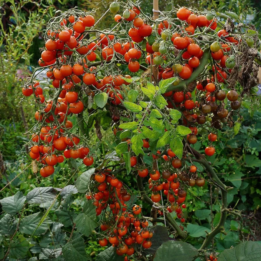 Tomato (Tamatar) - Cherry - Red - Seeds