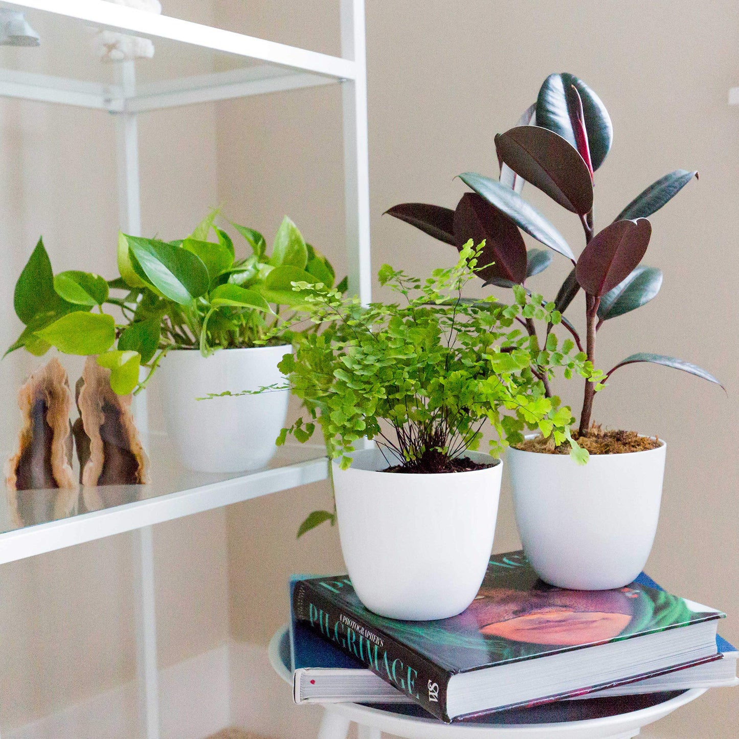 White Pots - Small (3 inchx3 inch)