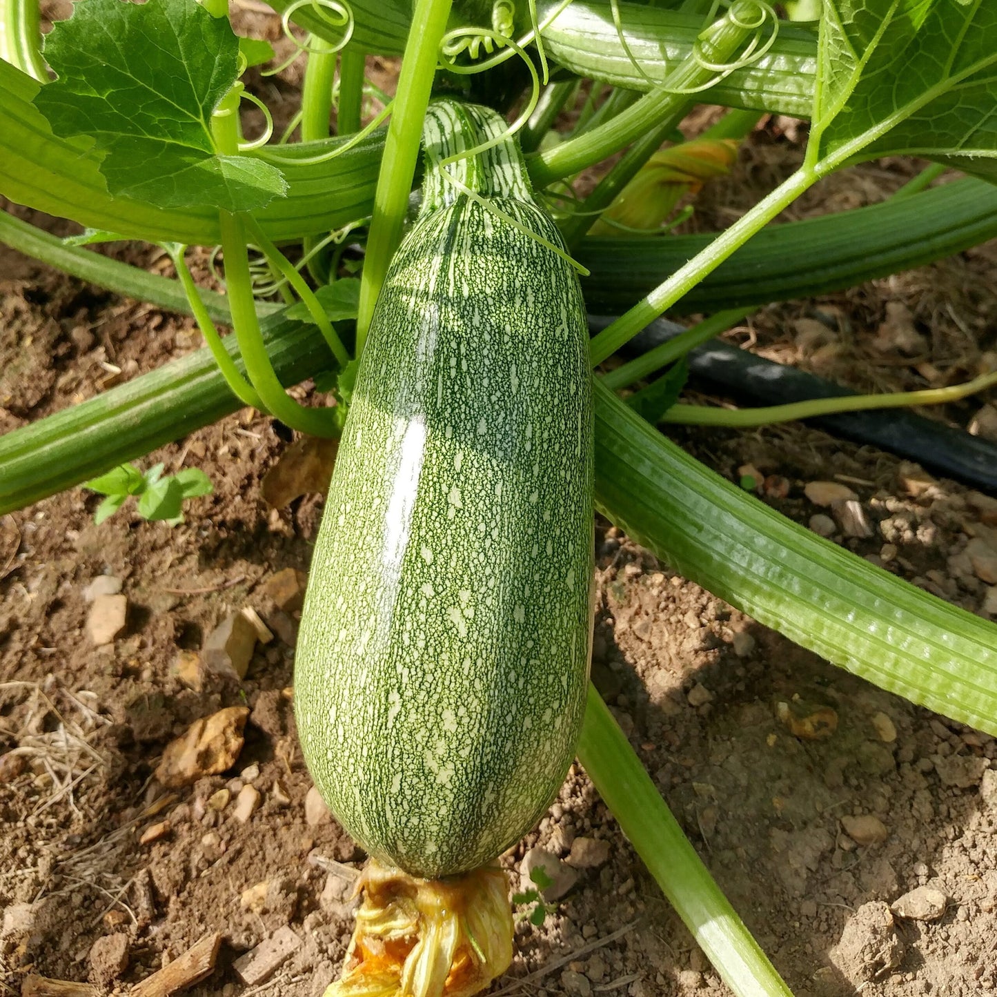 Squash Long – F1 Hybrid 15+ Seeds