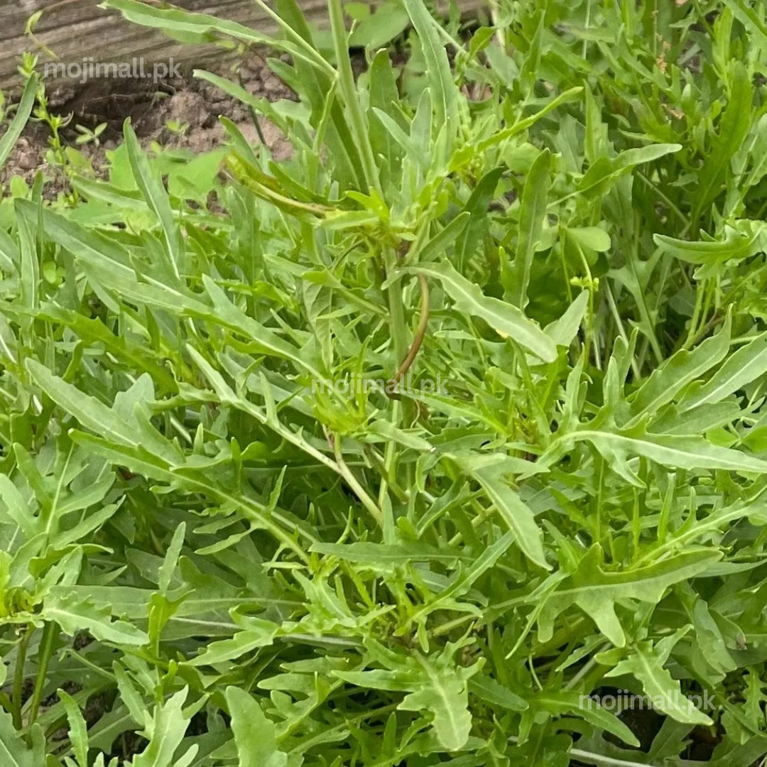 Rocket lettuce, also known as arugula, growing fresh edible green leaves from premium vegetable seeds in Pakistan by Moji Mall.
