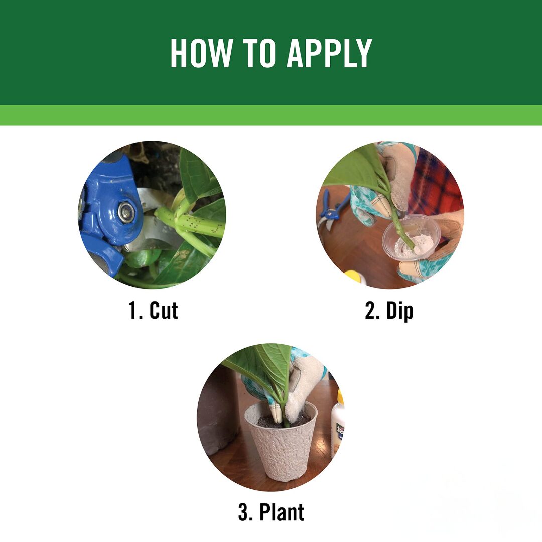 Rooting Powder (usa imported)