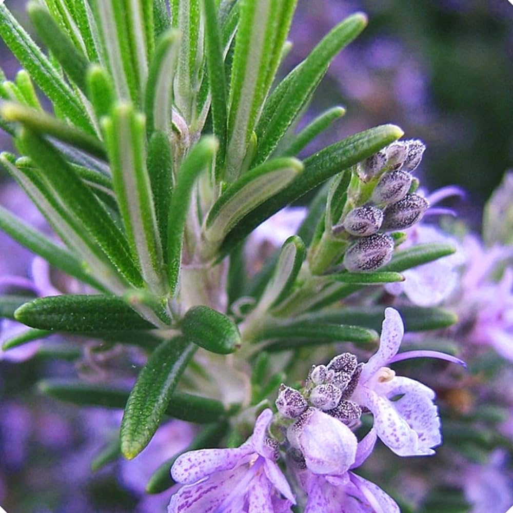 Rosemary (اکلیل کوہستانی) 15+ Seeds