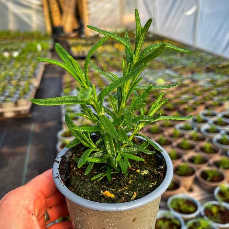 Rosemary (اکلیل کوہستانی) 15+ Seeds