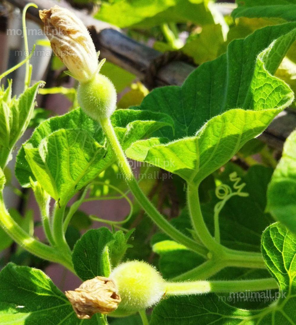 Round Gourd – F1 Hybrid Seeds-Moji Mall Pakistan