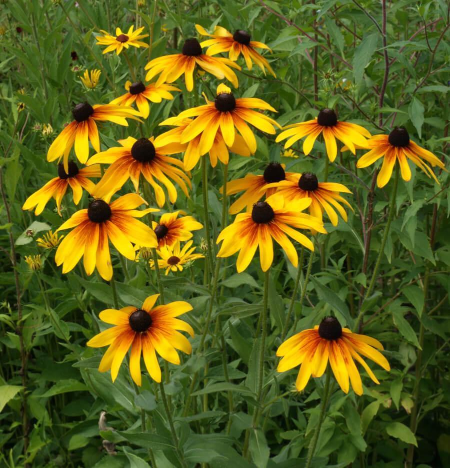 Rudbeckia – 100+ Seeds-Moji Mall Pakistan