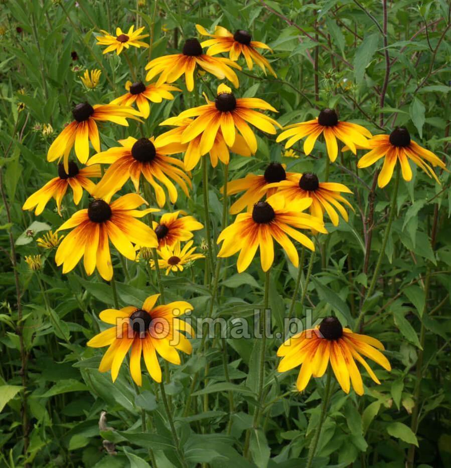 Yellow Rudbeckia with orange shading around dark cone-shaped centres among foliage, in Moji Mall's Pakistan seed range