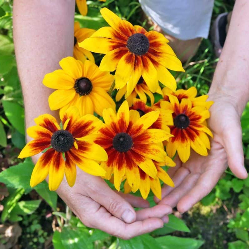 Rudbeckia – 100+ Seeds