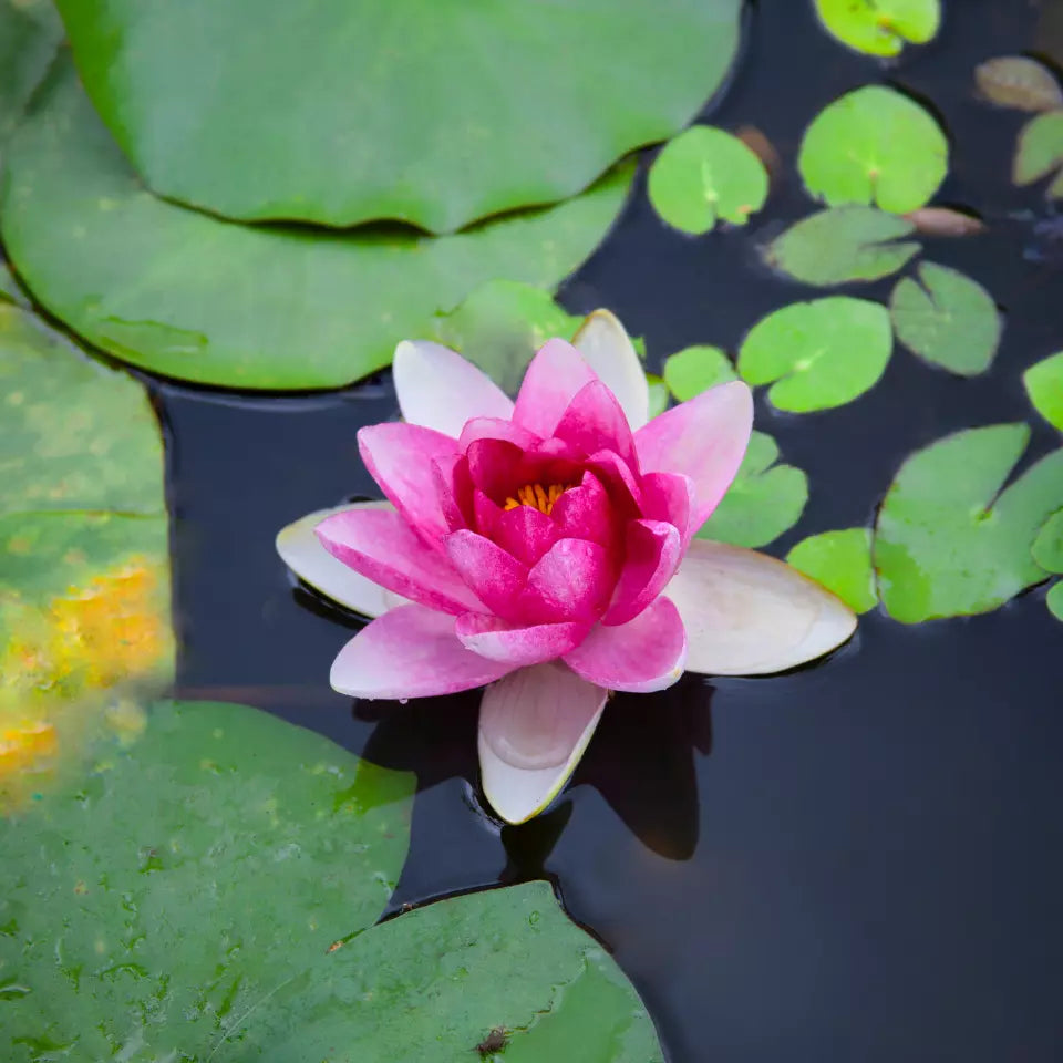 Lotus (Kanwal,کنول) - Pink - 5 Seeds