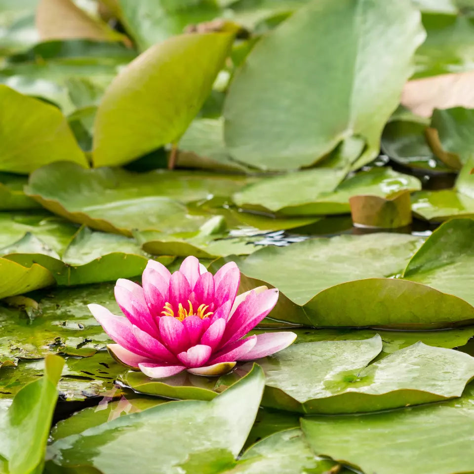 Lotus (Kanwal,کنول) - Pink - 5 Seeds