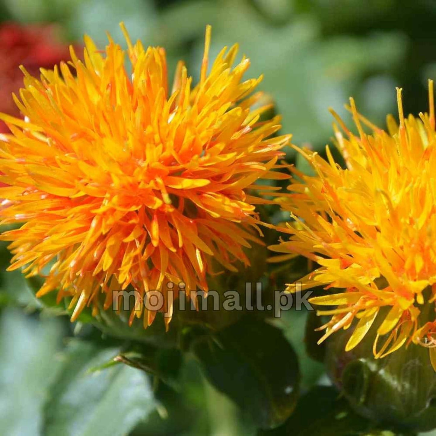 Safflower (گل کرتم) – 50+ Seeds (WINTER)-Moji Mall