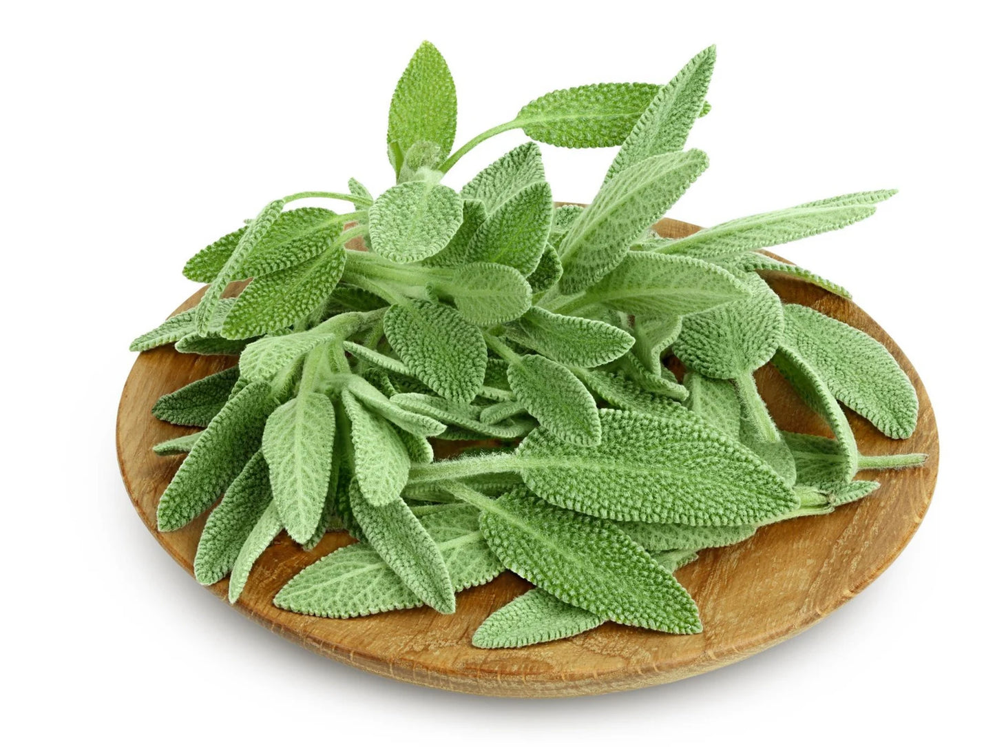 Sage – 12 Seeds