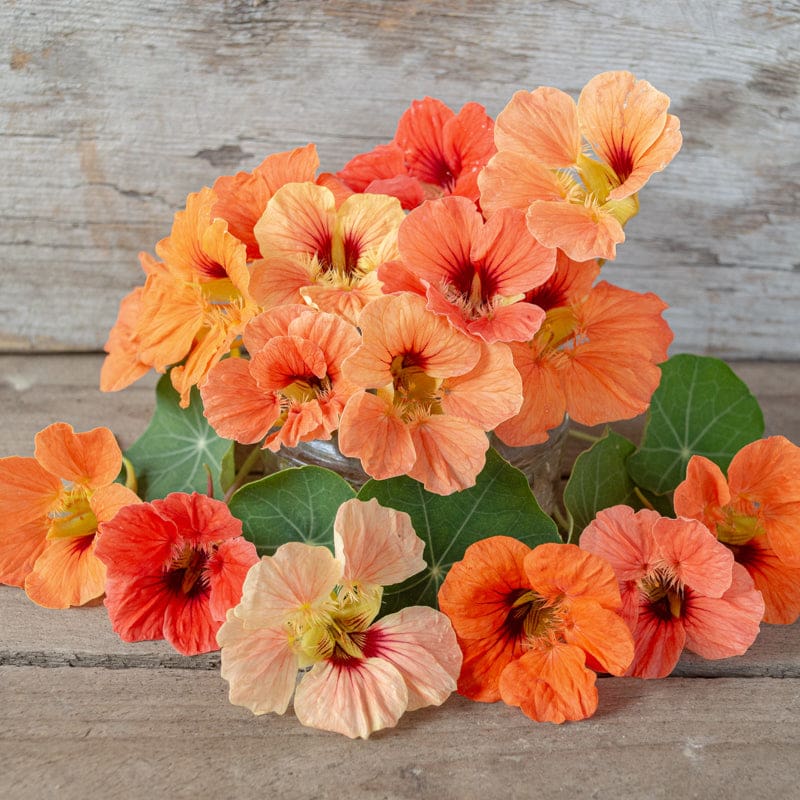 nasturtium salmon baby flowers on a wooden surface