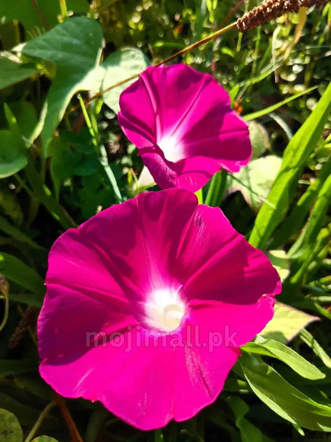 Morning Glory Scarlet O’Hara producing rich scarlet-red trumpet blooms with sharply contrasting white throats from Moji Mall flower seeds.