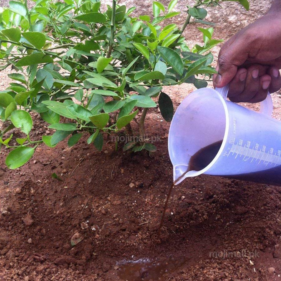 seaweed liquid fertilizer moji mall pakistan